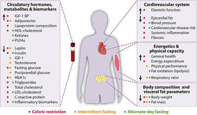 Frontiers | Targeting Cardiovascular Risk Factors Through Dietary ...